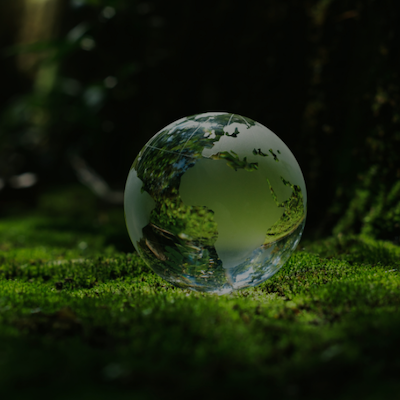 le monde en vert dans la forêt