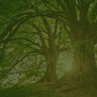 forêt